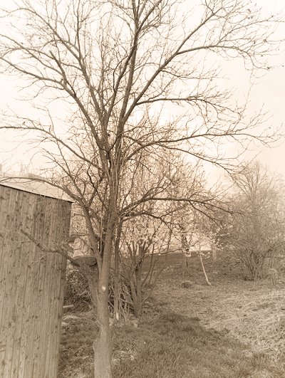 svestka
